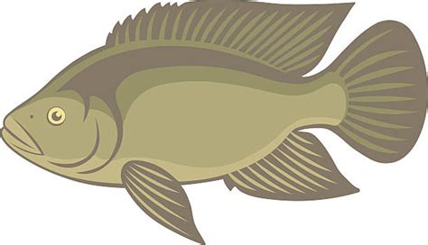 450+ Tilapia Stock Illustrations, Royalty.